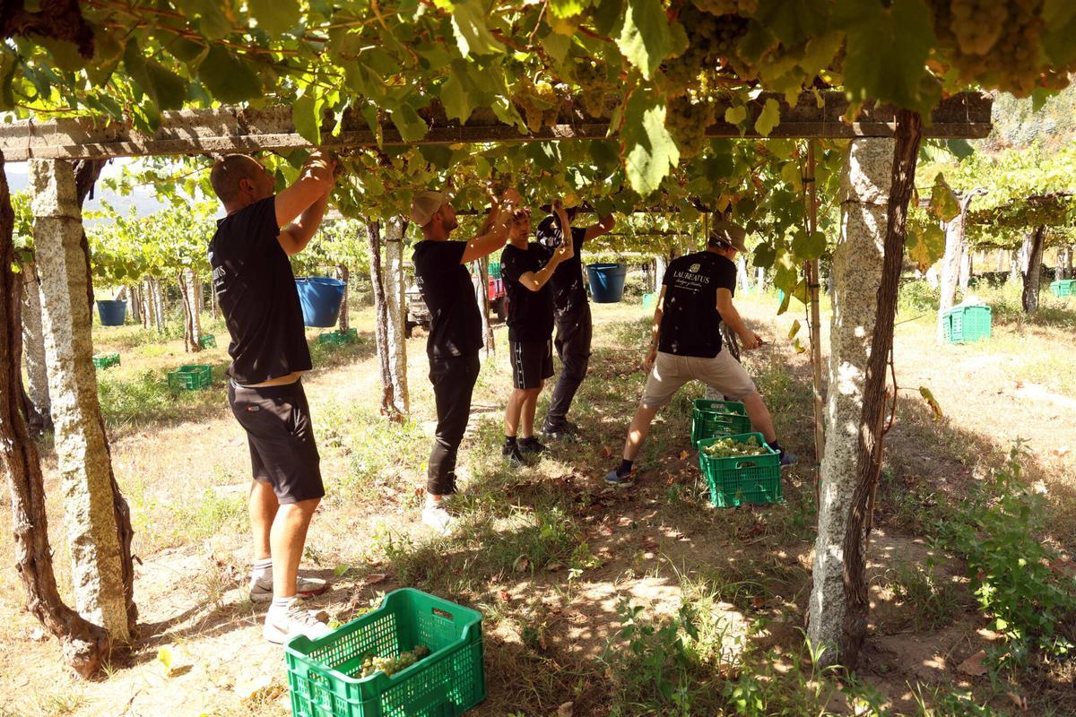 La vendimia en Bodegas Laureatus, en San Martiño de Meis.