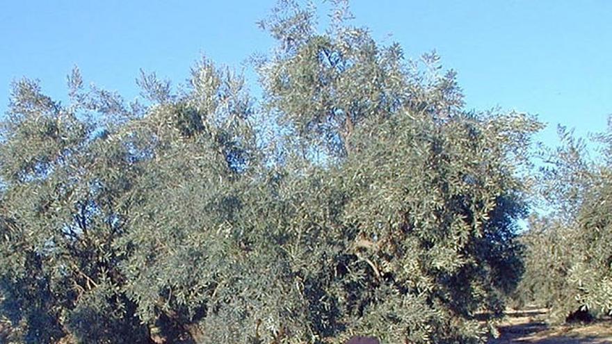 Cosecha. Agricultores recogen el fruto del olivo.