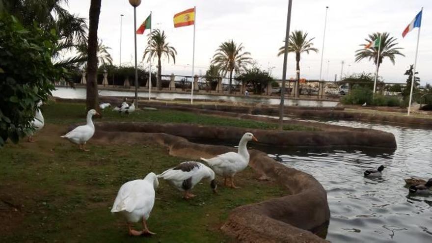 La edil de Protección Animal compra el pienso para las aves