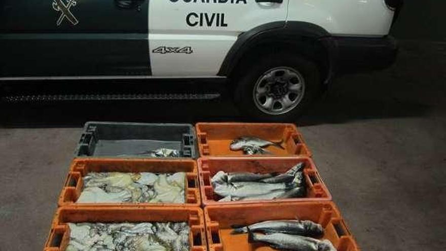 Pulpo y pescado intervenido por agentes del Seprona.