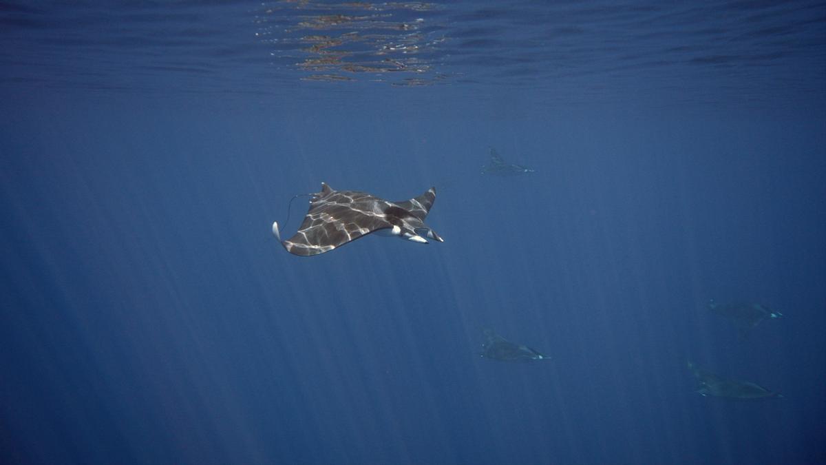 La fundación trabaja para identificar el movimiento migratorio de las mantas marinas