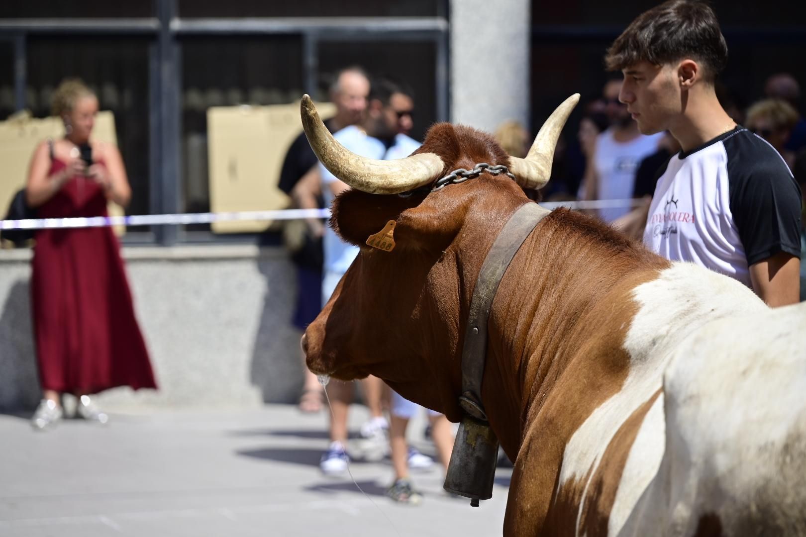 Una 'cagada' vale 1.000 euros