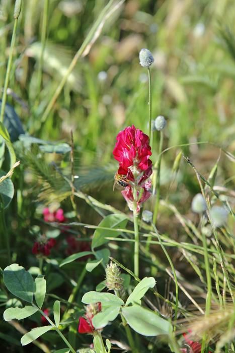 Der Regen im Mai hat den Pflanzen einen zweiten Frühling und den Bienen Pollen sowie Nektar beschert. Der Imker Gori Lladó umsorgt sie und experimentiert mit ökologischen Methoden und neuen Formen für