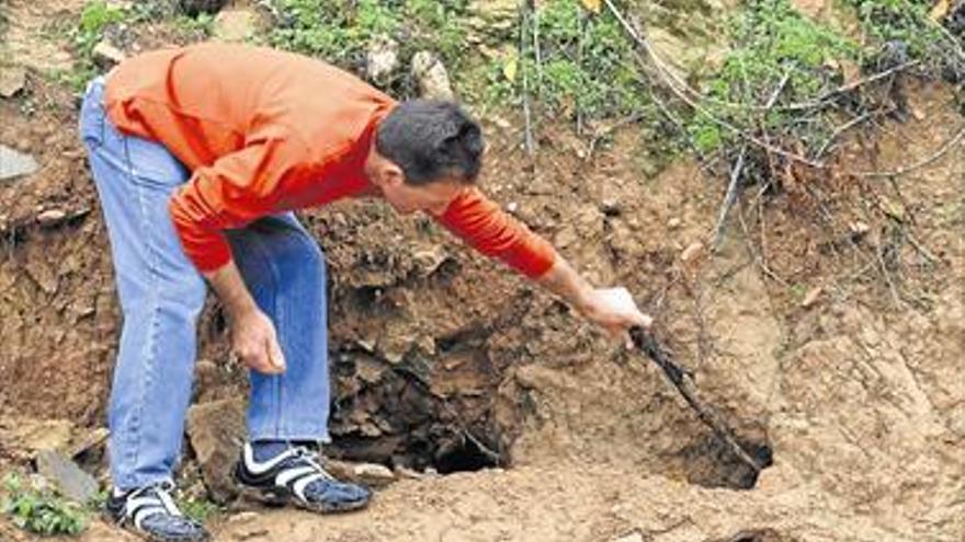 Los conejos dañan cultivos en zonas de Cabanes y Benlloch