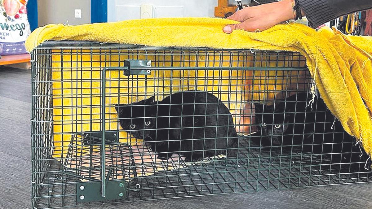 Gatos con microchip de una colonia del concello de Meis