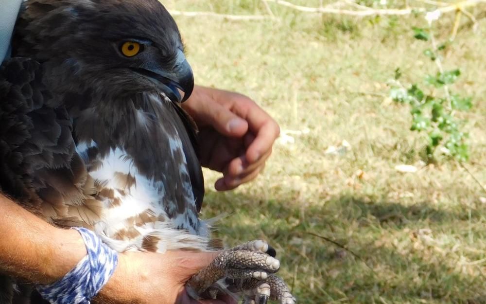 El Centre de Fauna allibera una àliga