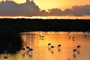 Parque Natural de El Hondo, zona húmeda con una riqueza y variedad de aves extraordinaria.