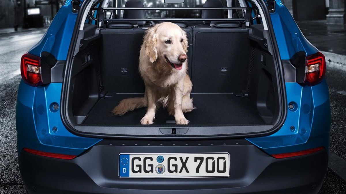 Perro en el maletero de un coche.