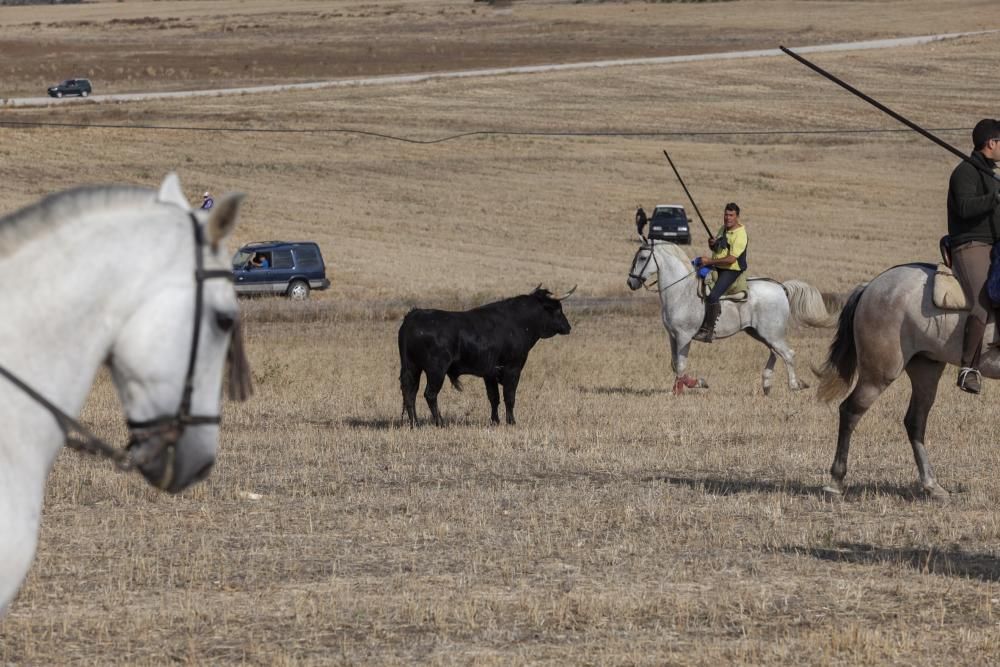 Encierro campero en Pereruela