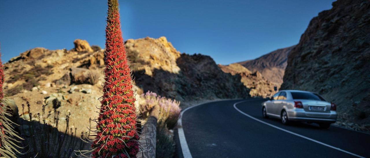 Un vehículo pasa junto a un tajinaste rojo en una de las vías principales del Parque Nacional del Teide.