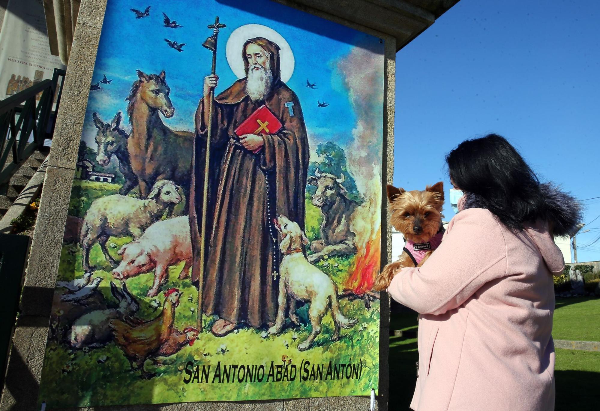 Una bendición canina por San Antón