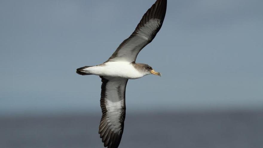 Una pardela cenicienta recorre la superficie del mar en busca de alimento