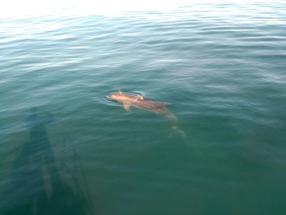 Rescatan a un delfín en la bahía de Palma