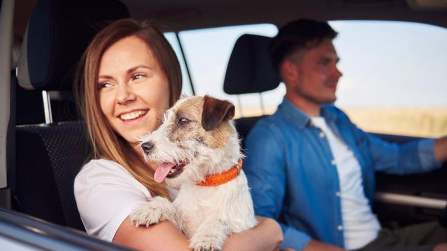 DGT Perros | Trucos para evitar que te multen por llevar al perro en el  coche