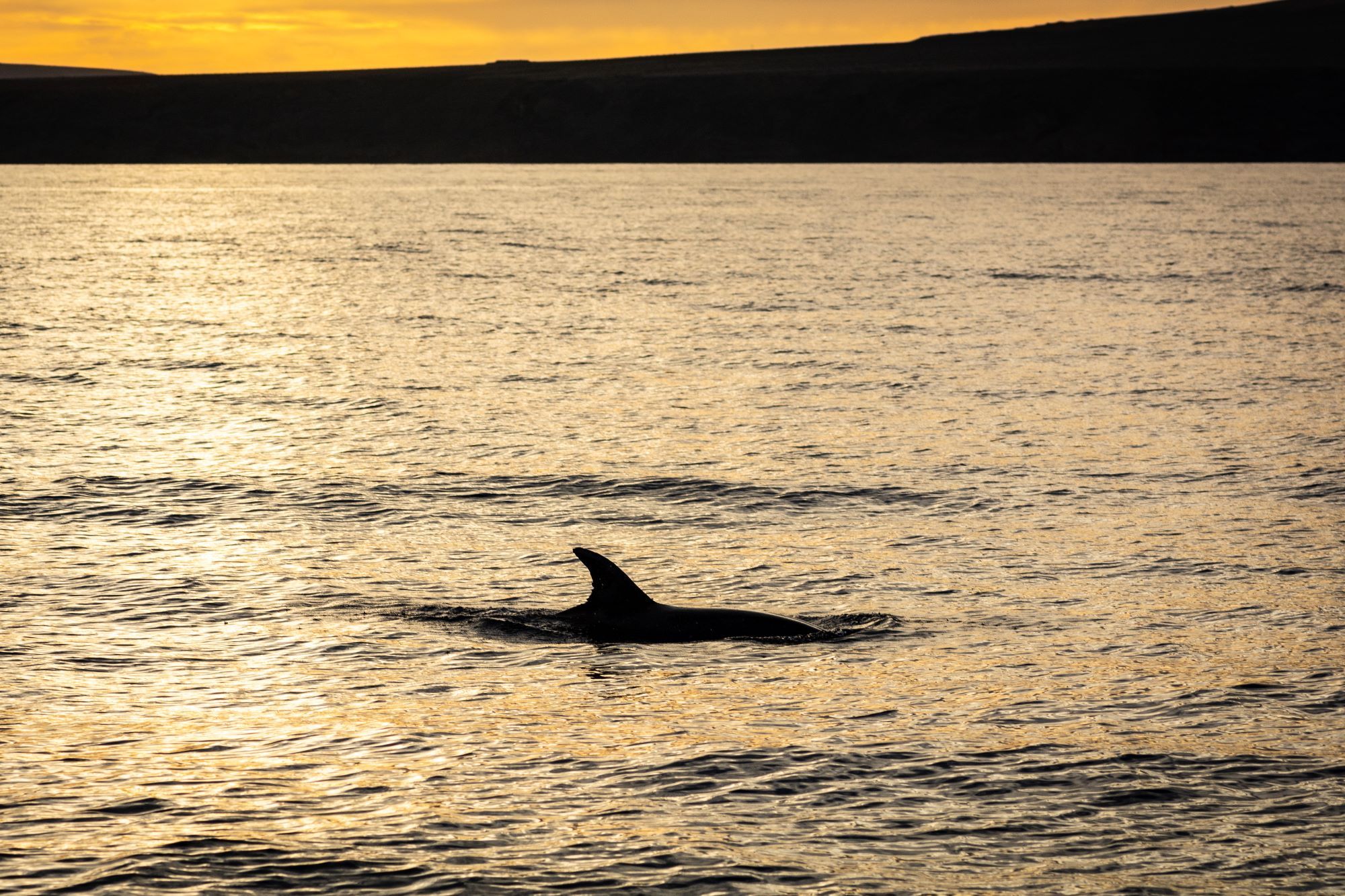 Cetáceos y catamarán 100% eléctrico en Lanzarote
