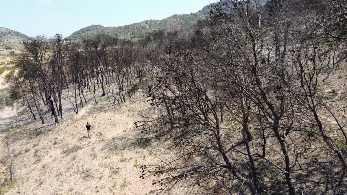 La sierra de la Zafra en Monóvar sigue devastada un año después del incendio