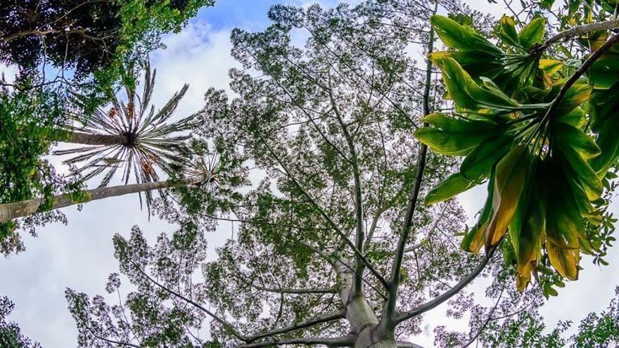 El jardín que cambió la historia de Canarias: aquí germinaron los primeros mangos de las islas