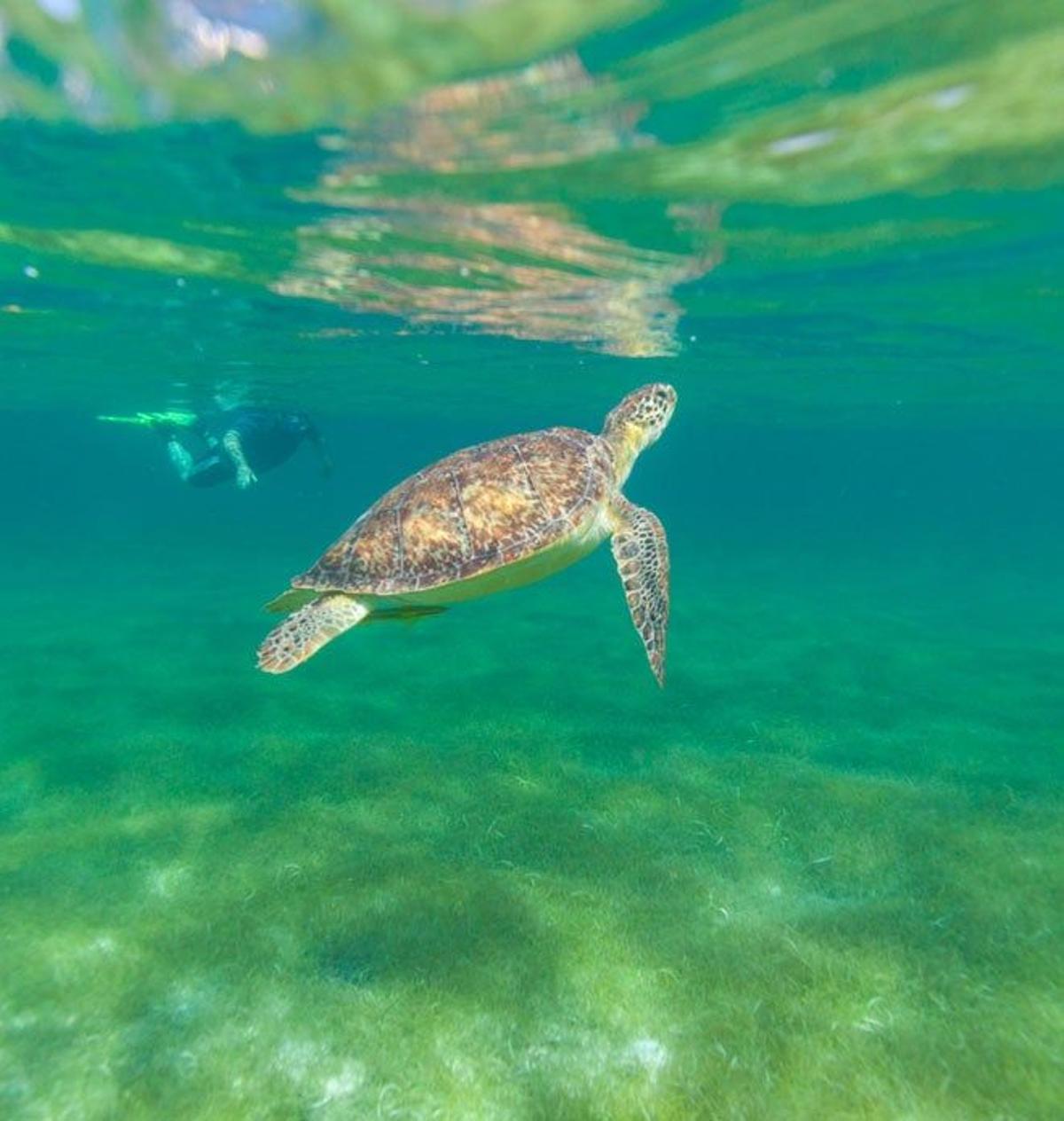 En las cercanías de la isla de Holbox se puede explorar parte del segundo arrecife de coral más grande del mundo y descubrir especies como la tortuga verde.