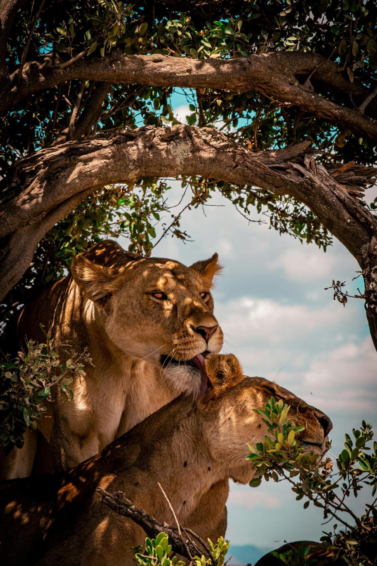 Felinos avistados en un safari en Tanzania