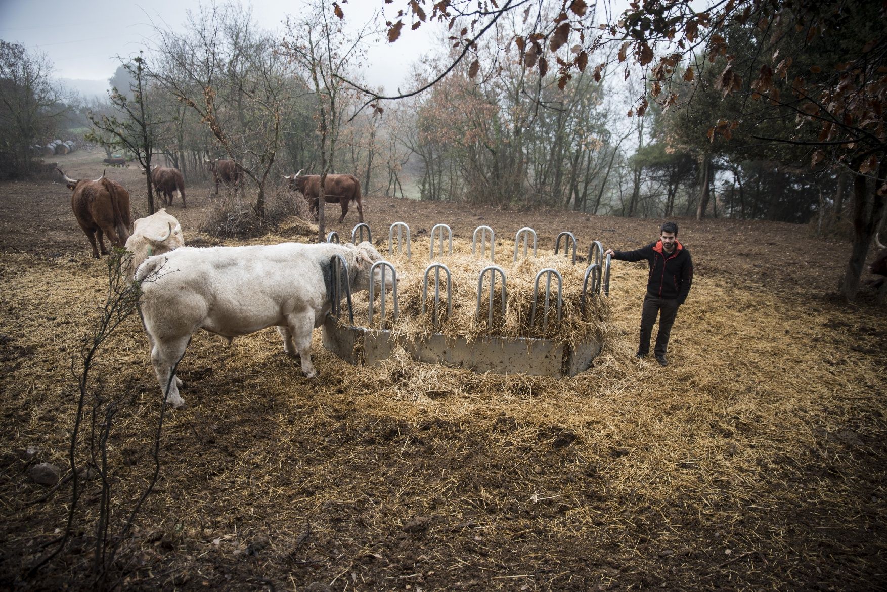Les imatges de la sequera que preocupa al pagesos i ramadera
