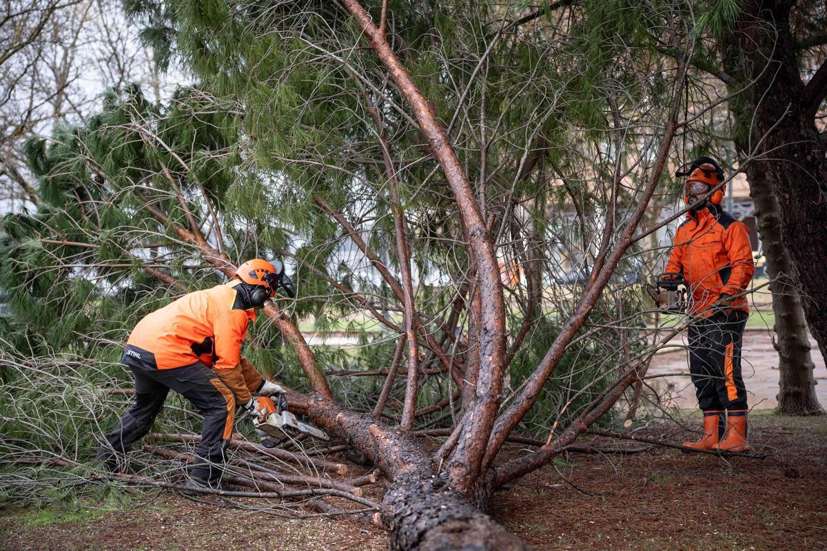 Los trabajos no cesan en la capital extremeña.