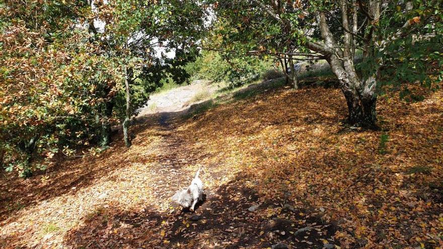 Comienza el otoño, que ya deja estas estampas en Vigo. // Marta G. Brea