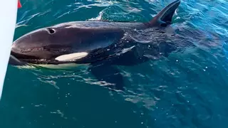 ¿Cuándo aparecerán las orcas en Vigo?
