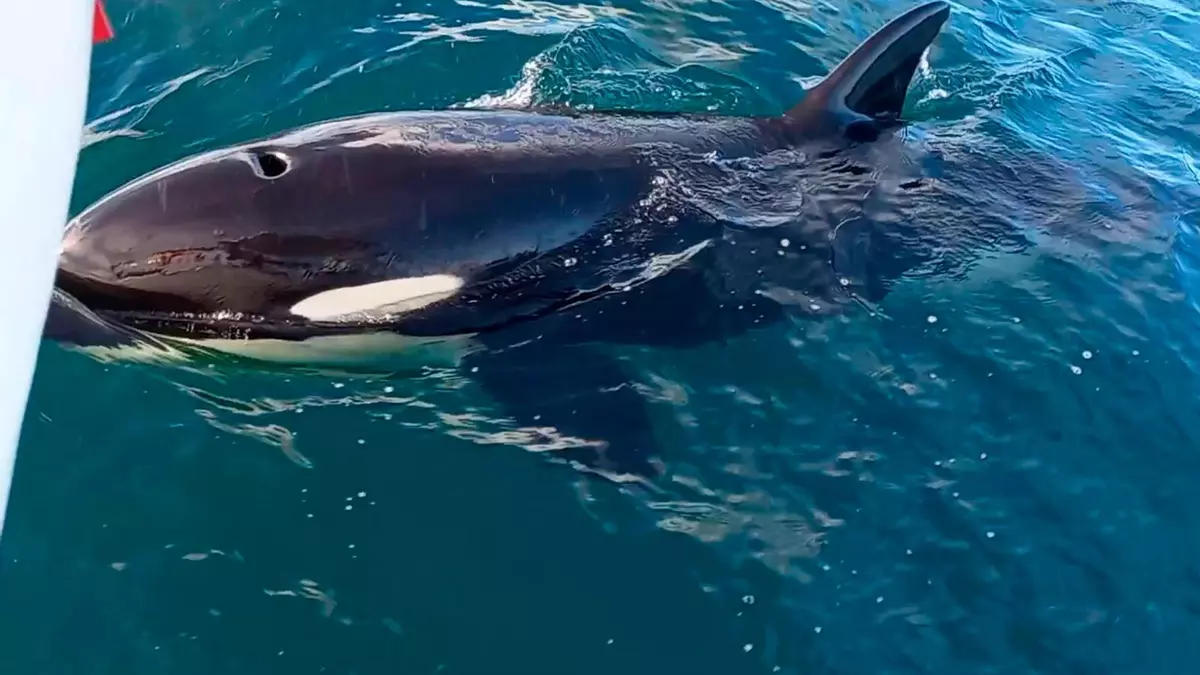 ¿Cuándo aparecerán las orcas en Vigo?