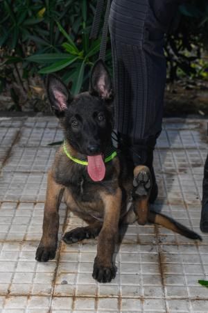 Reestructuración de la Policía Local de Maspalomas