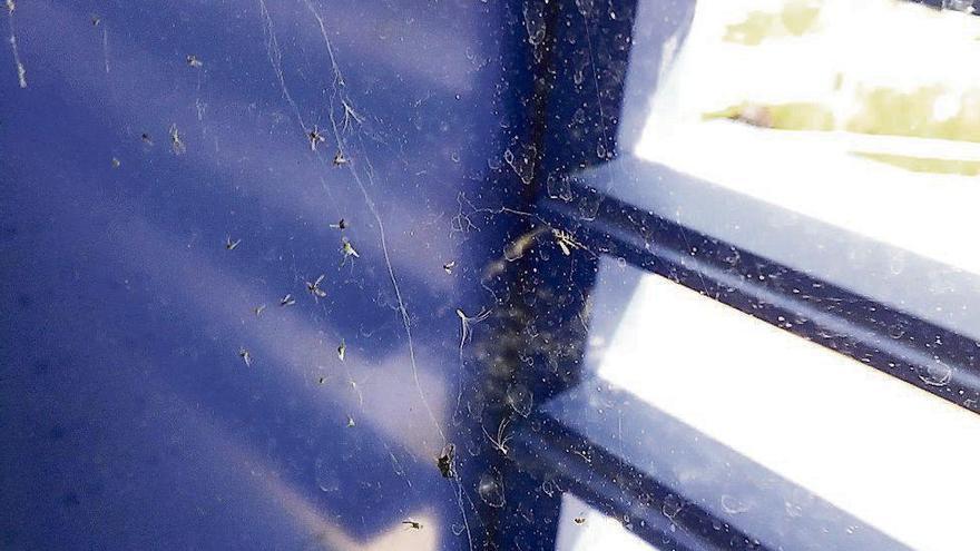 Insectos atrapados por las telarañas que abundan en las ventanas del Hospital.