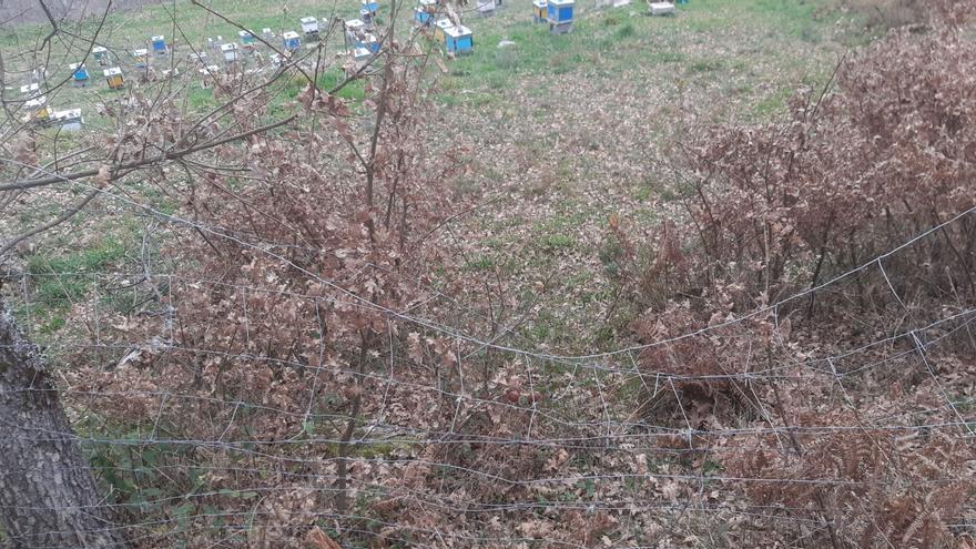 El oso se ceba en las colmenas de Porto