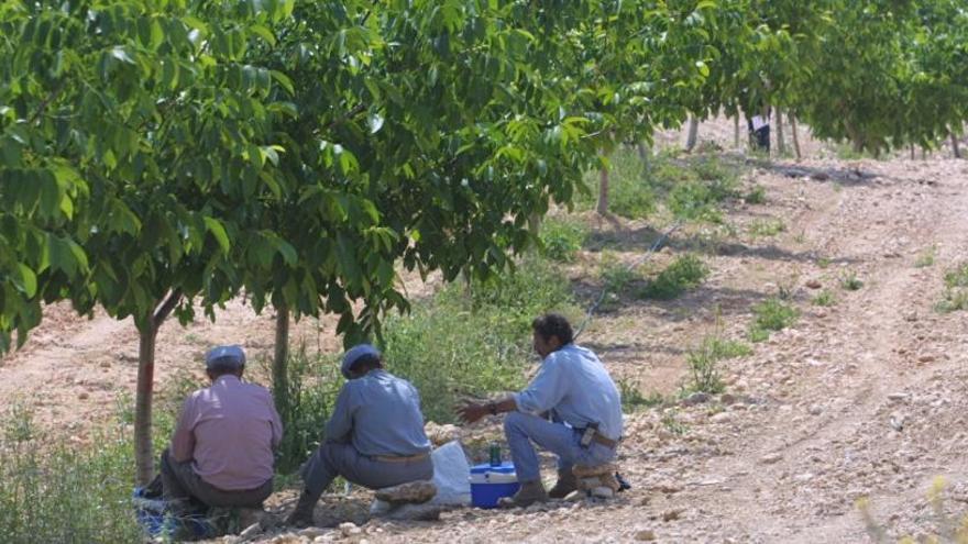 Unos jornaleros descansan bajo la sombra de un árbol.