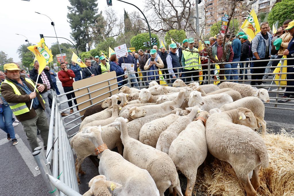 Medio millas de agricultores y ganaderos protestan en Teniente Flomesta