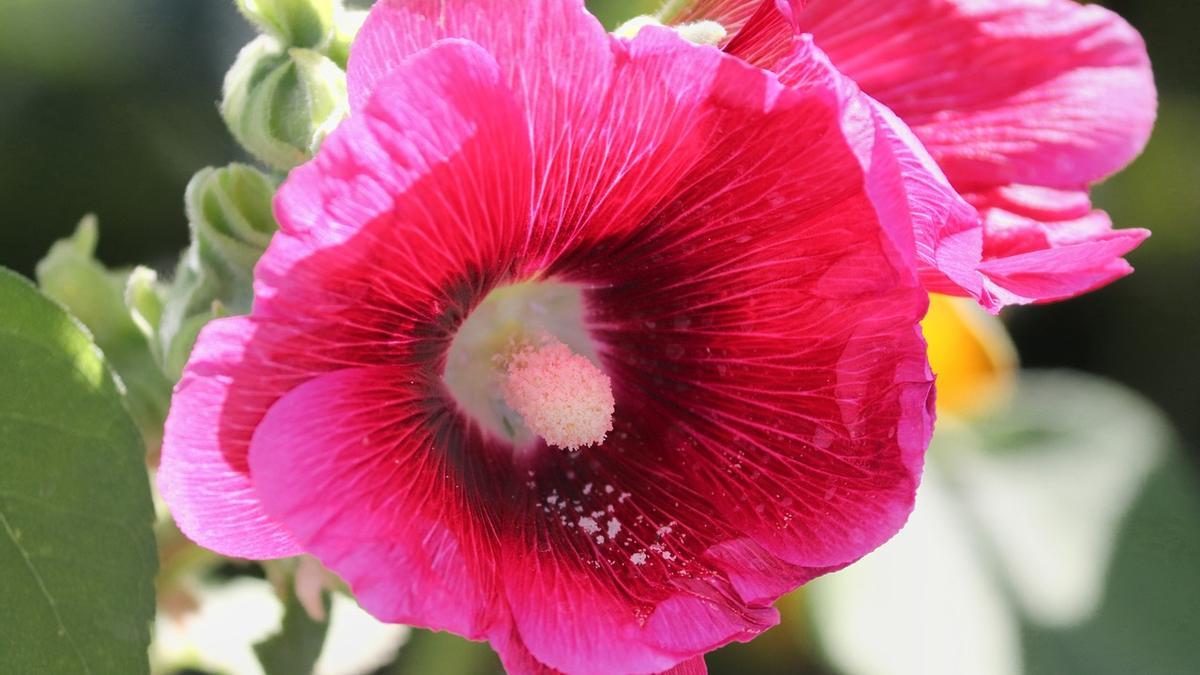 Malvarrosa, la planta que llena tu balcón de flores todos los veranos.