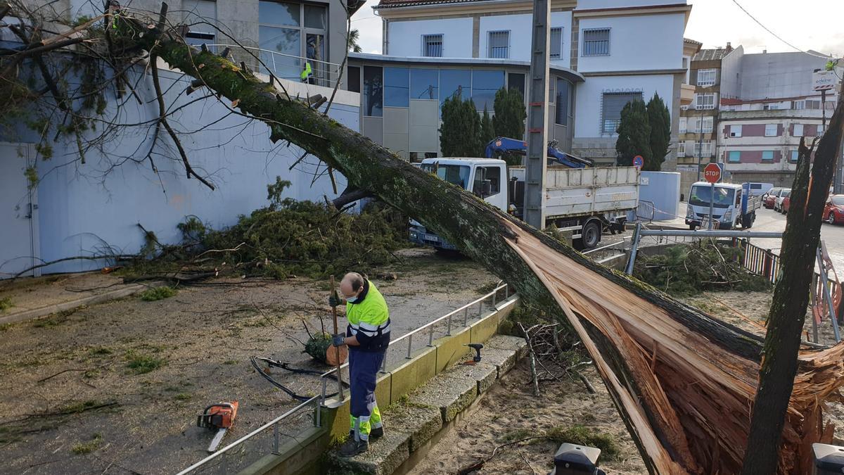 Operarios municipales trabajan para retirar el árbol caído en Teis. // Marta G. Brea