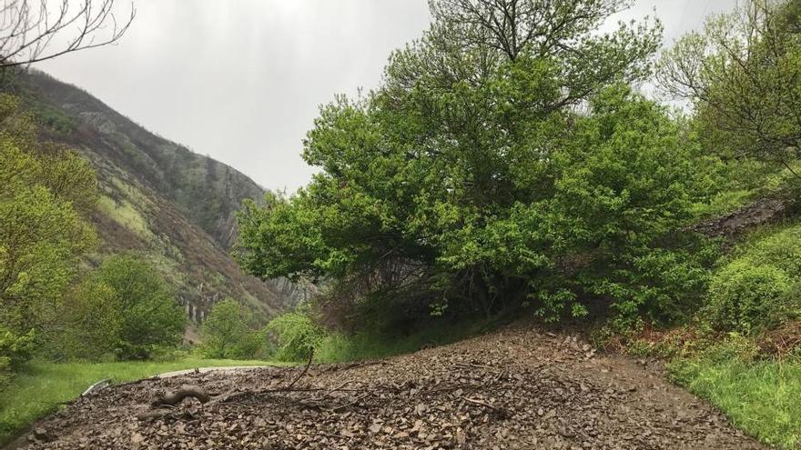 Un argayo corta la carretera regional en Fondos de Vega (Degaña)