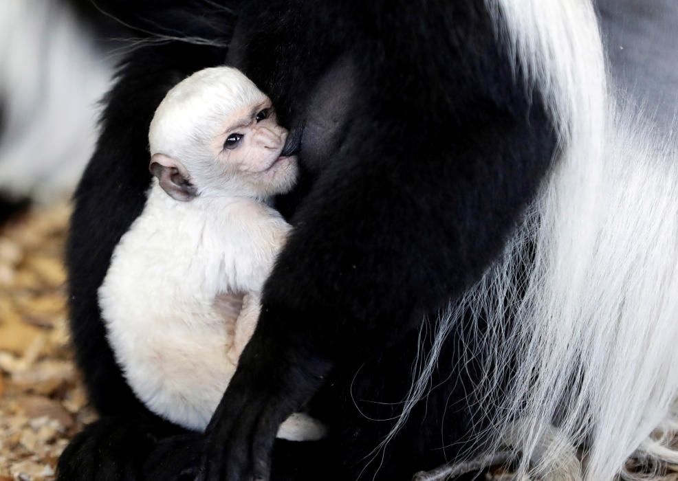 A guereza monkey holds a newborn baby at Prague ...