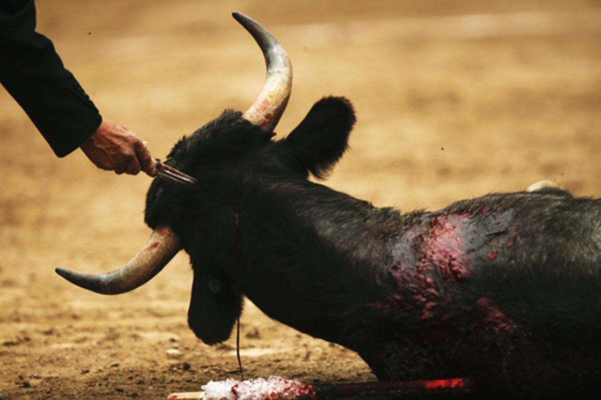 Un toro és rematat durant una ’capea’ per a joves aspirants a torero al restaurant Arroyo de Mèxic D.F.