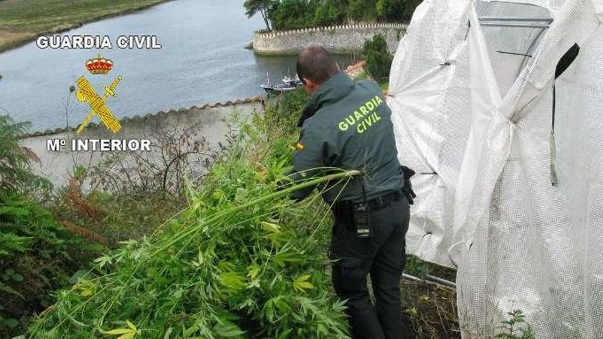 Desmanteladas cinco plantaciones de marihuana con 249 kilos de droga