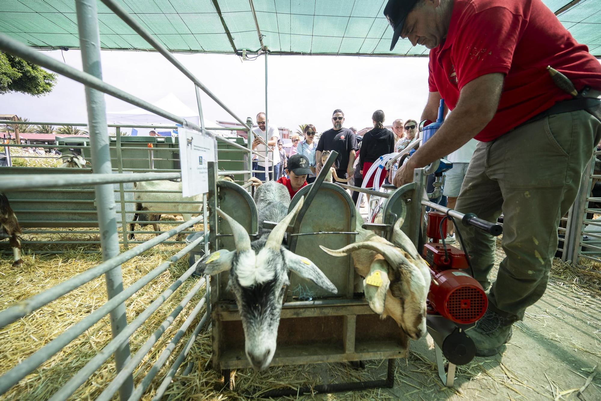 XXXII Edición del Concurso y Exposición de Ganado Selecto
