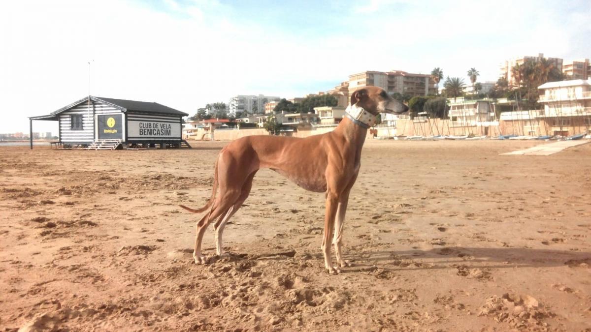 Benicàssim dejará entrar a los perros en la playa a partir de enero