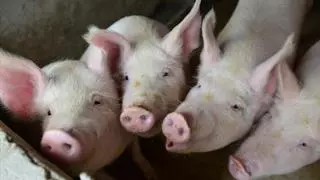 ¿Humanos con corazón de cerdo? Un estudio en babuinos abre el debate