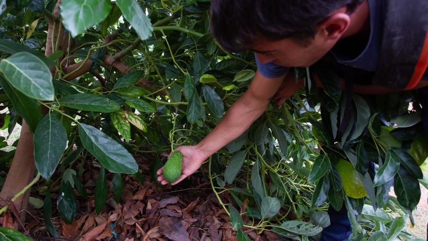 La fiebre del aguacate extiende la oleada de robos a Castellón