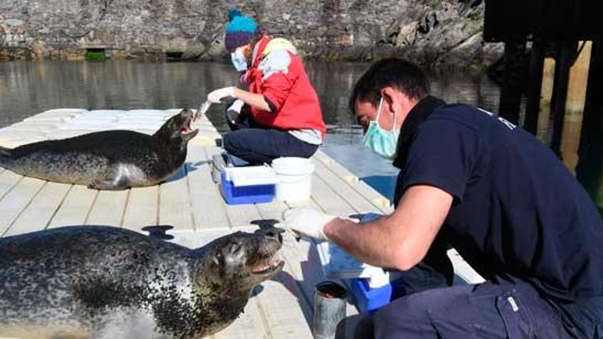 El acuario de A Coruña reabre el lunes con restricciones y precio reducido