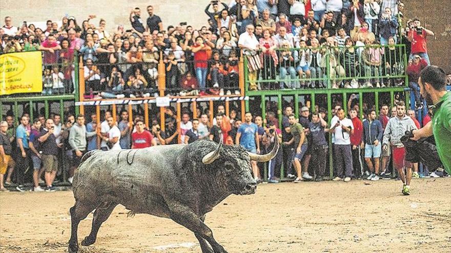 Satine busca superar el éxito del toro ‘Nubarrón’ en Burriana