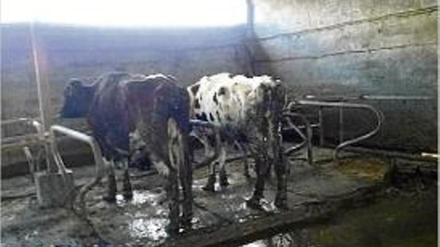 Estat d&#039;algunes vaques trobades a l&#039;explotació.