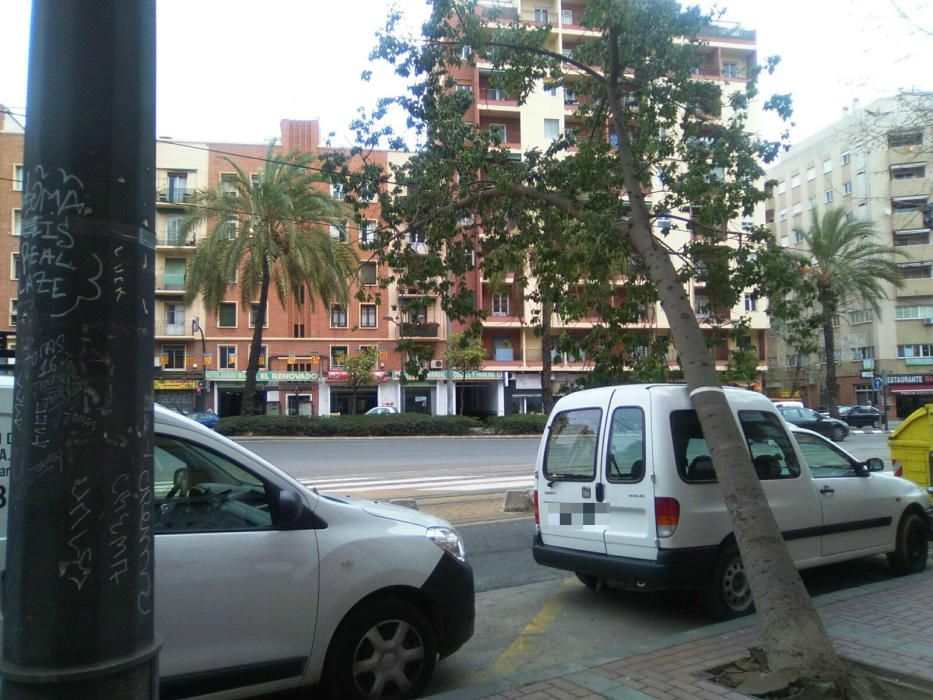 El viento derriba un árbol en València y corta la circulación del tranvía