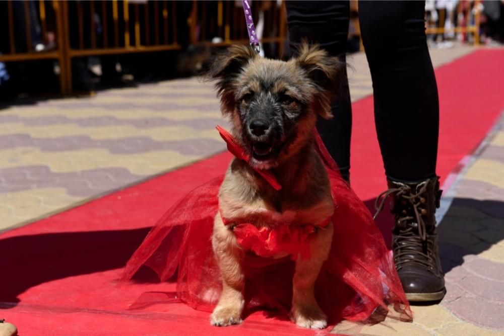 Garrapata fashion week, moda de perros en Jumilla