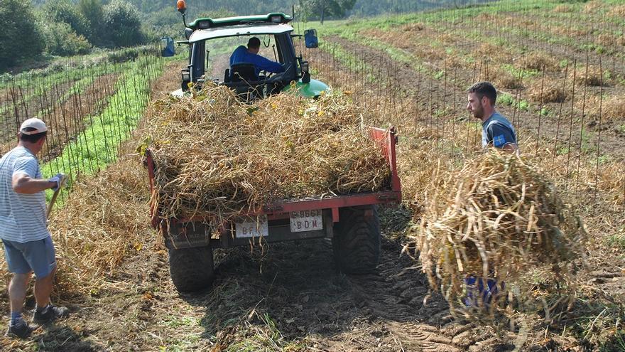 Recogida de faba IGP en Coaña.