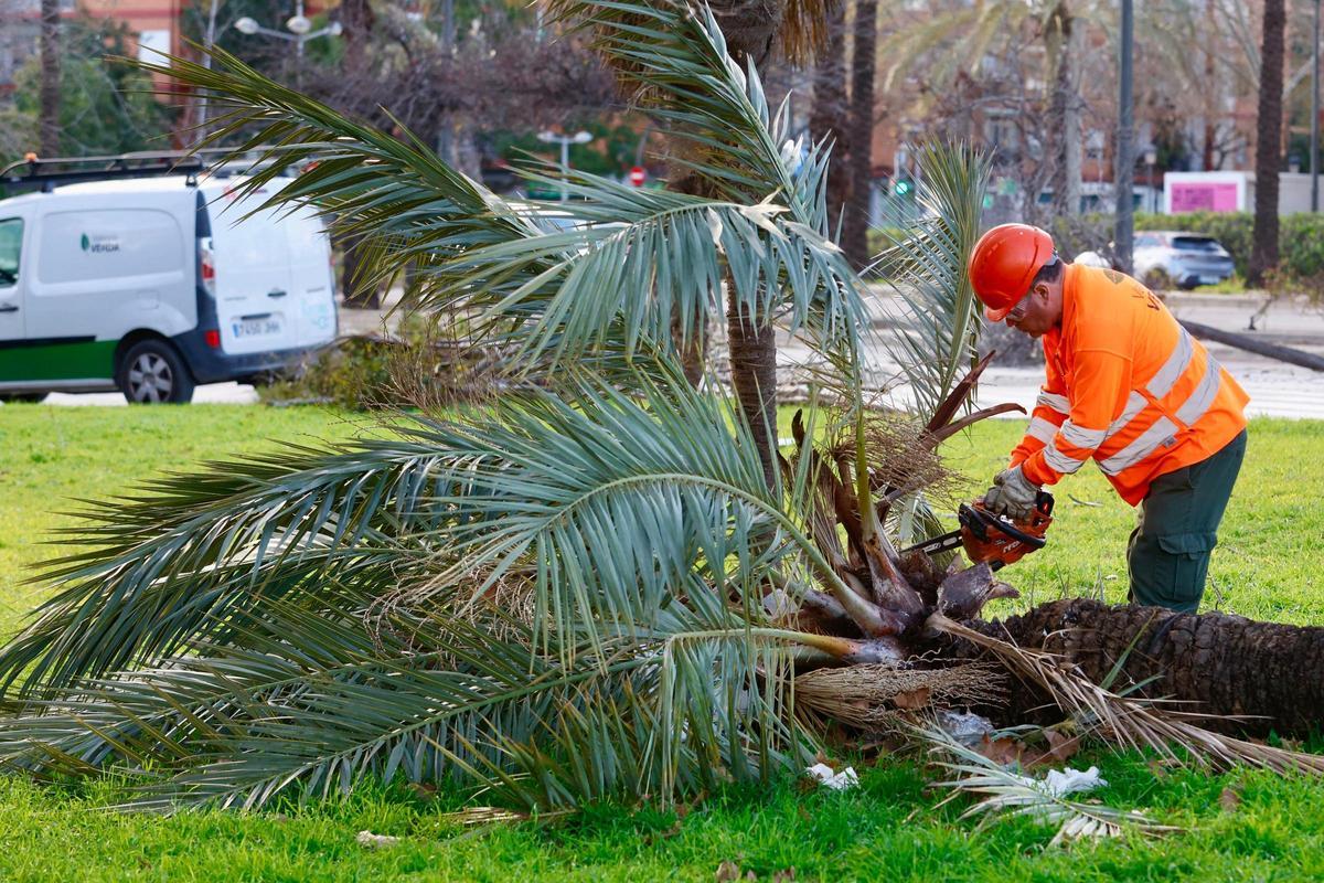Trabajos de poda en València para evitar la caída de palmeras